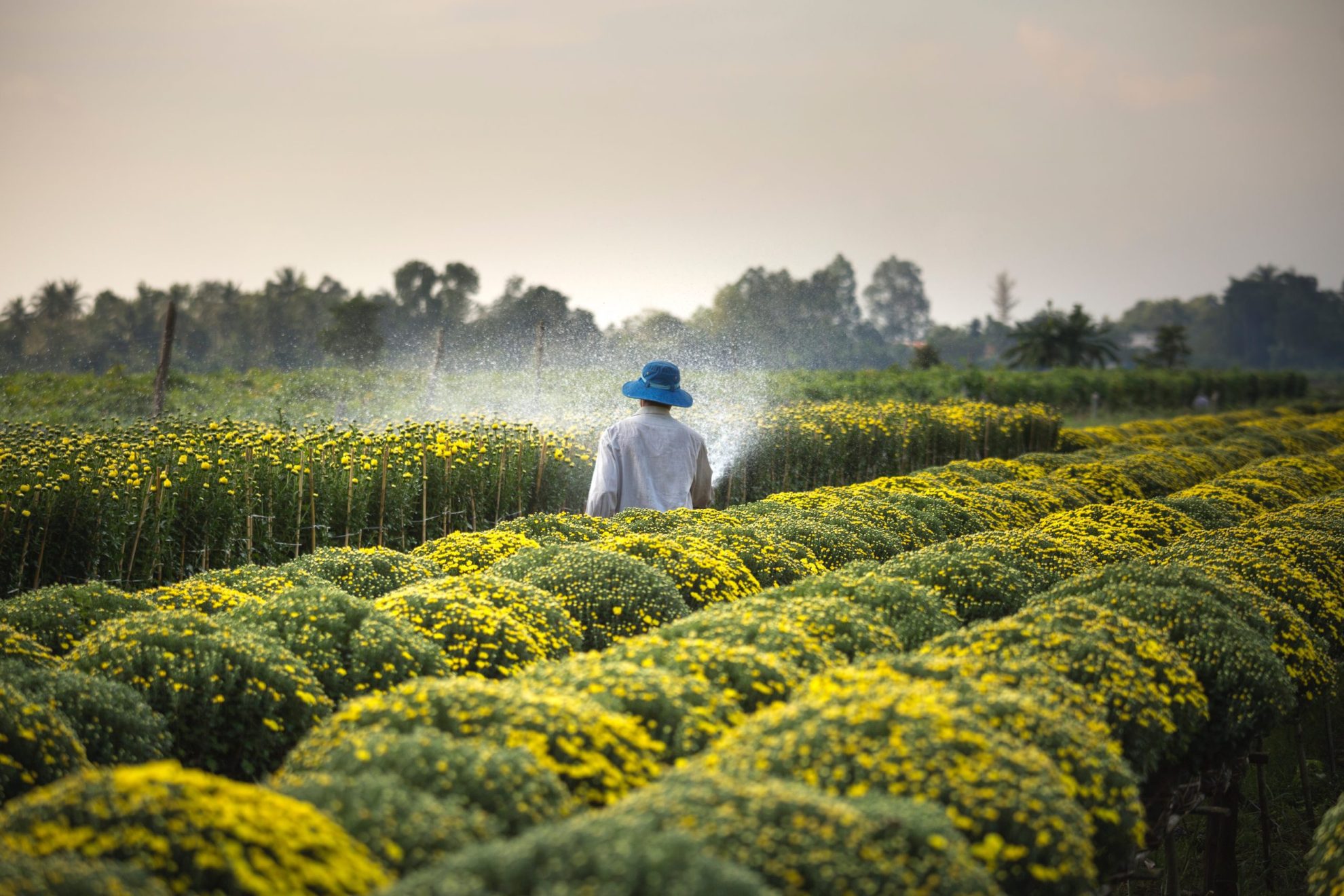 Agronomy Studies in Italy