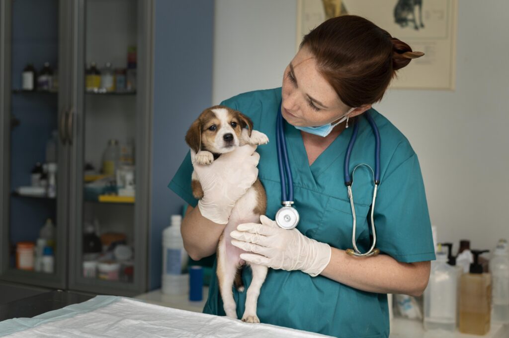 Veterinary Studies in Ireland