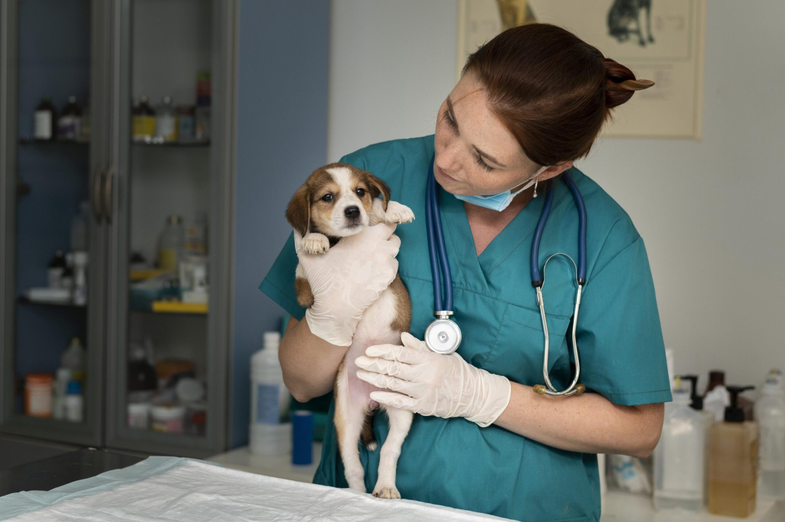Veterinary Studies in Ireland